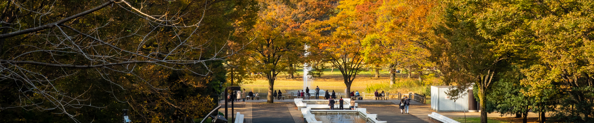 Yoyogi in Tokyo