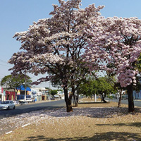 7-Free-Things-to-Do-in-Curitiba